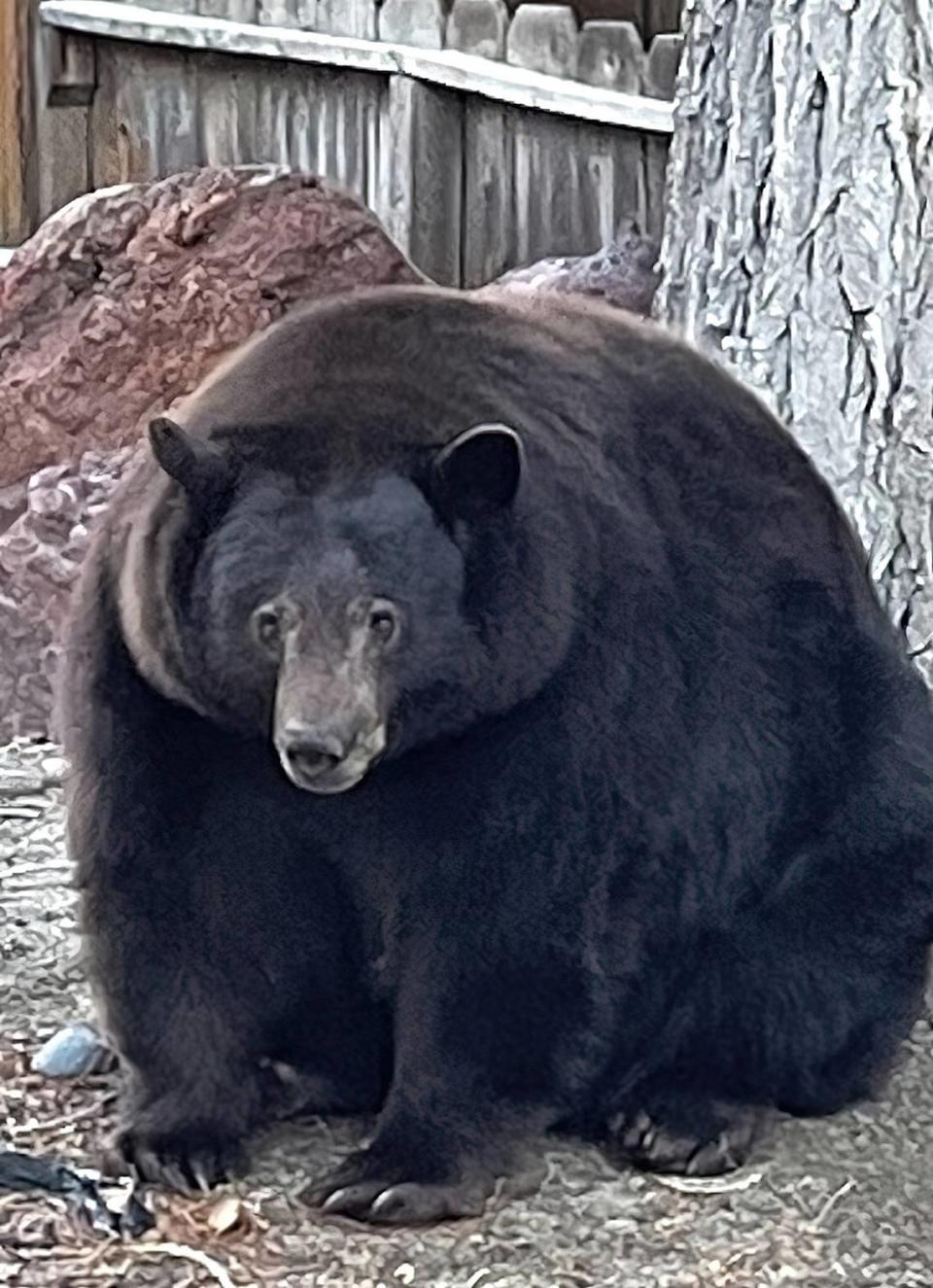 Hank the Tank, a 500-pound black bear, has been credited with damaging a number of homes in South Lake Tahoe in 2022. Another bear was captured this week and is being sent to Colorado.