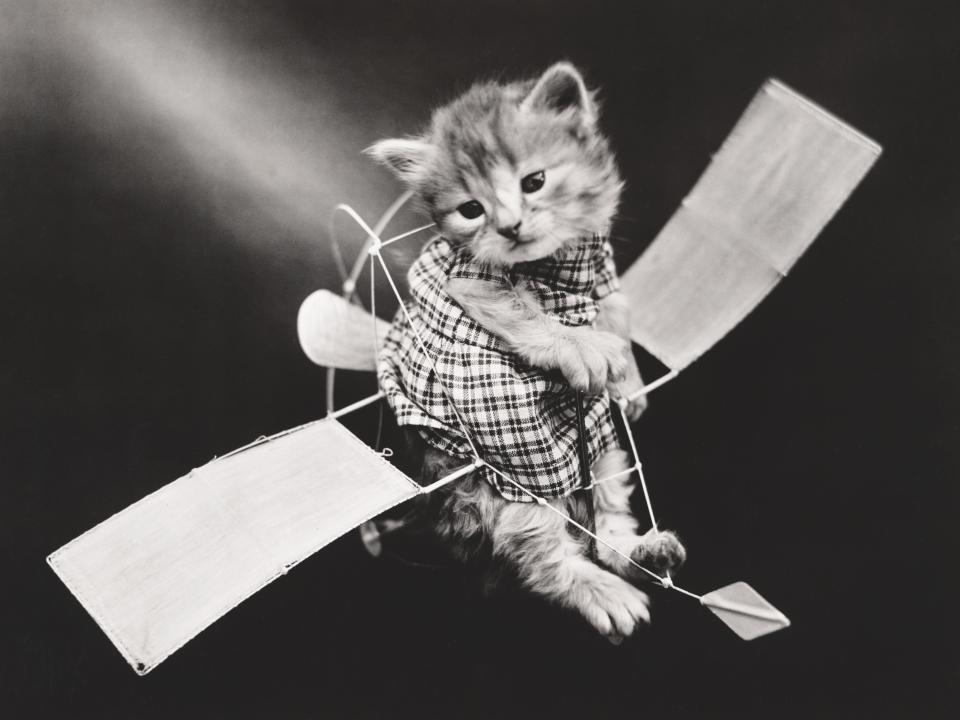 kitties flying planes