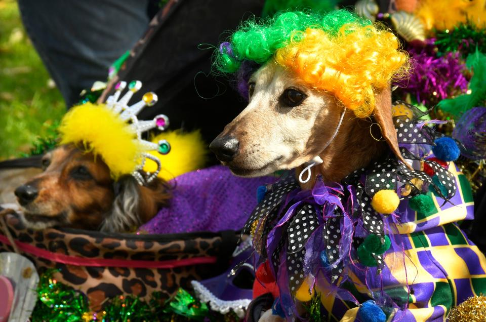 Enter your pet in the costume contest at "Mardi Gras: Paws in the Park" in Cocoa Village on Sunday, Feb. 25.