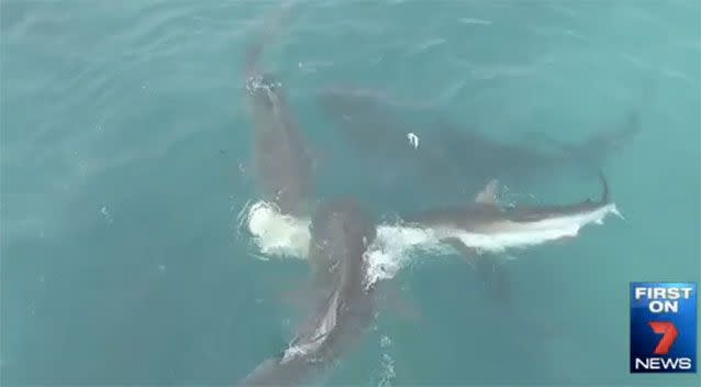 The shark feeding frenzy off Carnarvon. Source: 7News