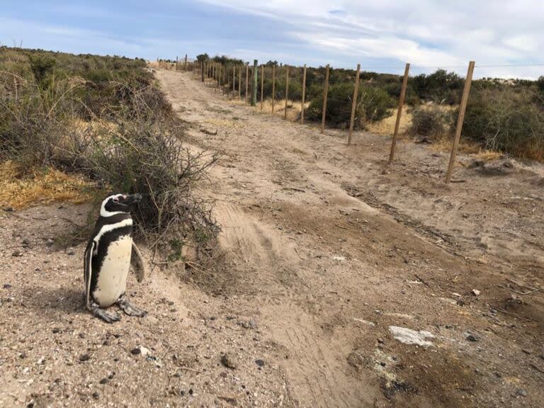 Al dueño del campo se lo acusa por ser responsable de masacrar a 105 ejemplares de pingüinos de magallanes y de arrasar 292 nidos, aplastando huevos y pichones