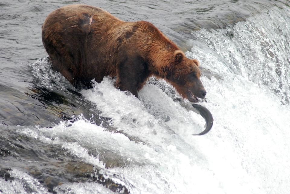 A grizzly catches a salmon attempting to swim upstream at Brooks Falls in Katmai National Park & Preserve near King Salmon, Alaska.