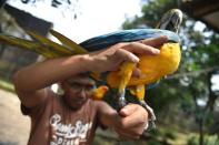 A ring on the leg of a Brazilian macaw at a vast aviary in Bogor, Indonesia, is proof it was bred in captivity and not smuggled illegally