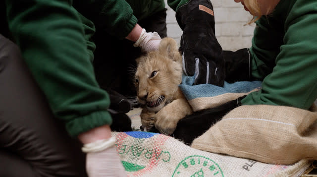 Adorable lion cubs receive first health check