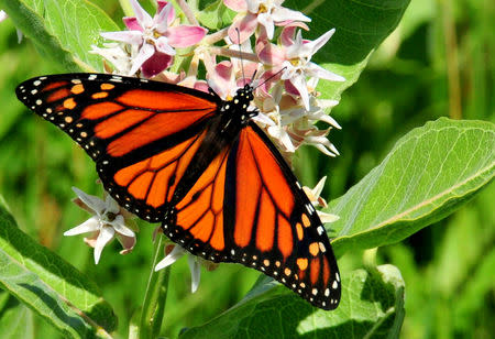 A Monarch butterfly is seen at the Rocky Flats National Wildlife Refuge in this photo provided by the U.S. Fish and Wildlife Service in Golden, Colorado, U.S., September 25, 2018. Tom Koerner/USFWS/Handout via REUTERS