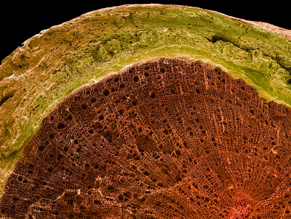 Cross section fo a tree.