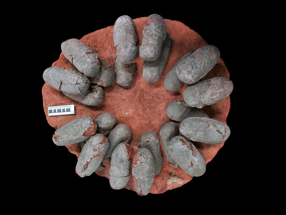 Top view of a preserved oviraptorid clutch, illustrating how eggs are arranged in pairs with their blunt ends pointing to the clutch center, resting in layers separated by sediment. <cite>Copyright 2017 Wiemann et al.</cite>