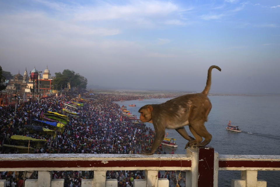 A monkey walks on a bridge across the river Saryu as thousands of Hindu devotees take a holy dip on the occasion of Ramnavi festival, celebrated as the birthday of Hindu God Rama, in Ayodhya, India, Thursday, March 30, 2023. India is on the cusp to eclipse China as the world's most populated country, but its religious fault lines have become starker, a testament to the perils of rising Hindu nationalism in a constitutionally secular country. (AP Photo/Manish Swarup)
