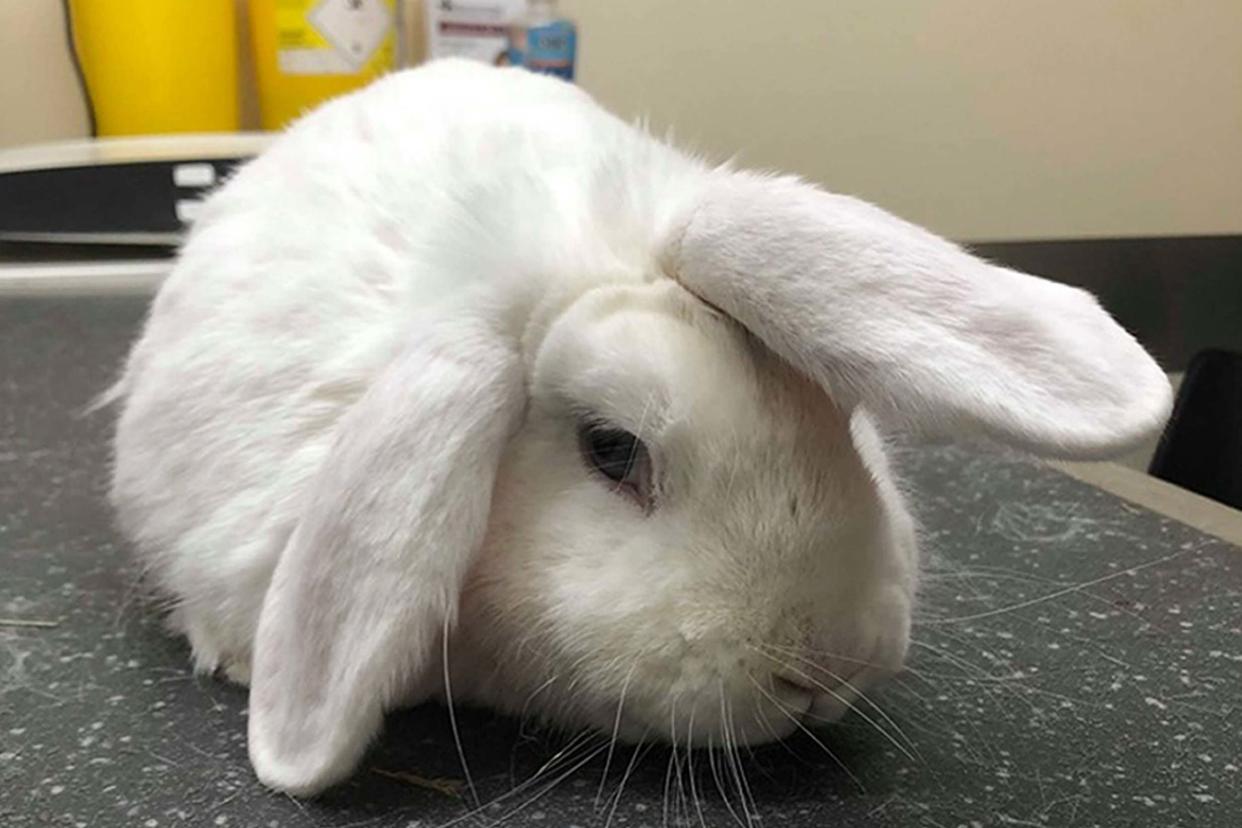 Wonky the lop-eared rabbit, who looks like a unicorn due to a wonky ear that stands upright on his head: PA