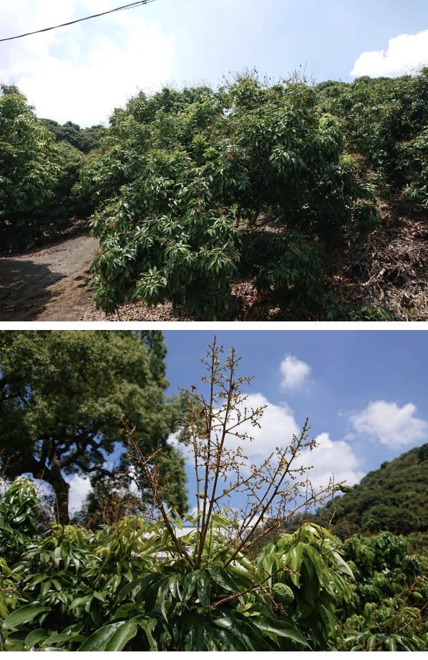 龍眼及荔枝遲發性農損致災　高雄現金救助即日起申報