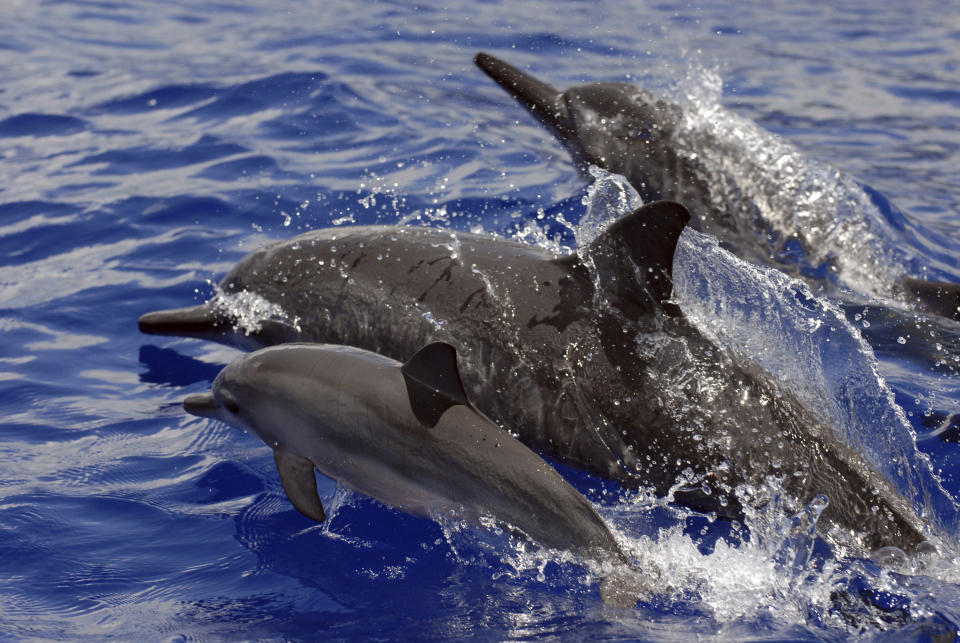 FILE - In this undated file photo provided by NOAA Fisheries, spinner dolphins swim in Hawaii. Federal regulators on Tuesday, Sept. 28, 2021, banned swimming with Hawaii's spinner dolphins to protect the nocturnal animals from people seeking close encounters with the playful species. Swimming with dolphins is a popular tourist activity in Hawaii. Several companies offer dolphin tours that take swimmers to areas frequented by dolphins with the aim of giving them an opportunity to get in the water with the animals. (NOAA Fisheries via AP, File)