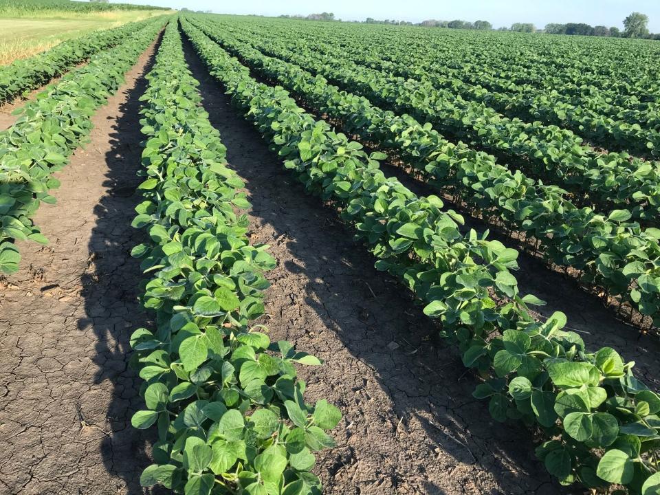 A new study finds weedkillers dicamba and 2,4-D in the urine of the vast majority of pregnant women analyzed. These chemicals are applied to crops all across the Midwest, particularly soybeans. The study included women from rural, urban and suburban Indiana.