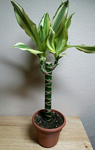 Creme & Green Corn Plant - Dracaena - 6