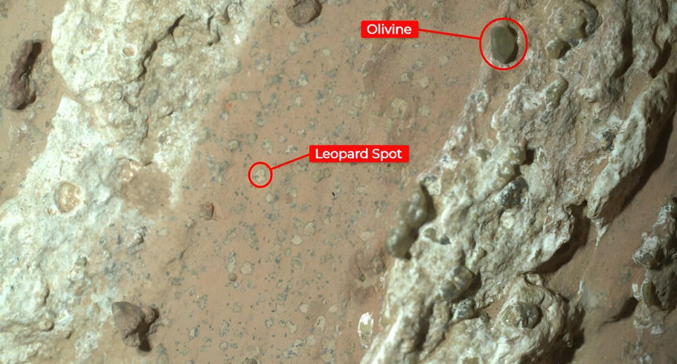 The leopard spots and olivine crystals are circled in red.