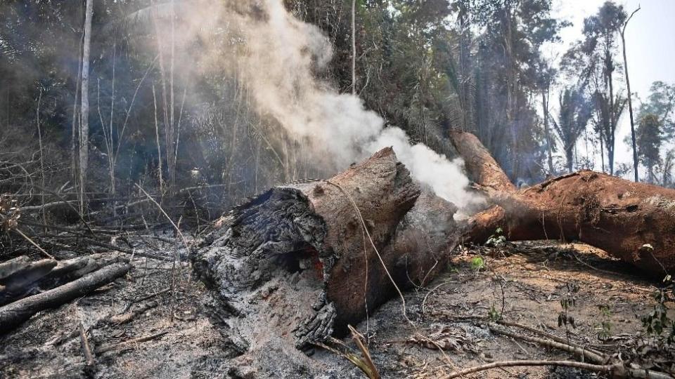 Cada seis segundos se perdió en 2019 el equivalente a una cancha de fútbol de bosque primario o virgen en los trópicos.