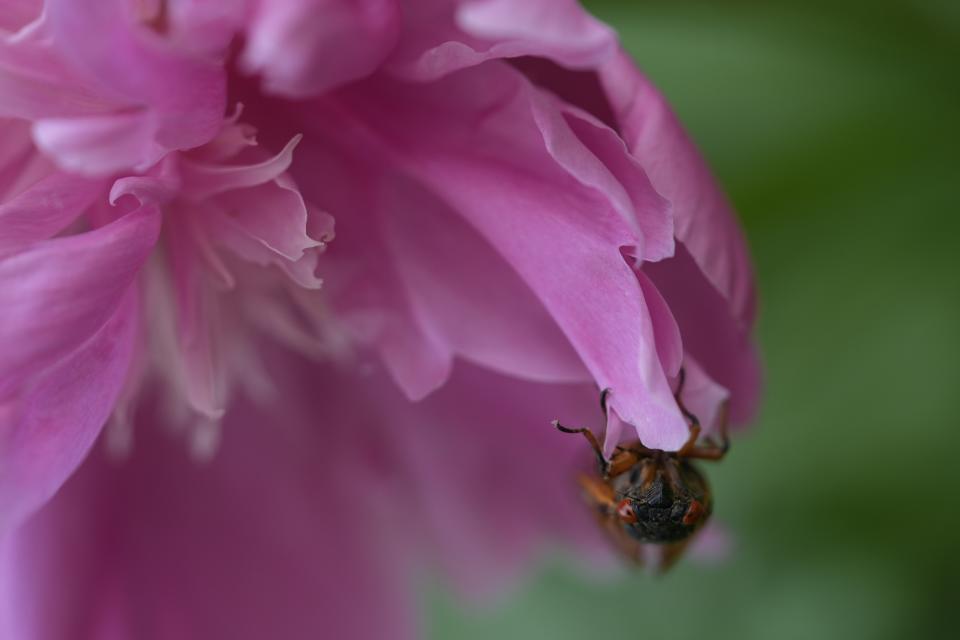 An adult periodical cicada clings to a peony flower on Friday, May 17, 2024, in Charleston, Ill. (AP Photo/Carolyn Kaster)
