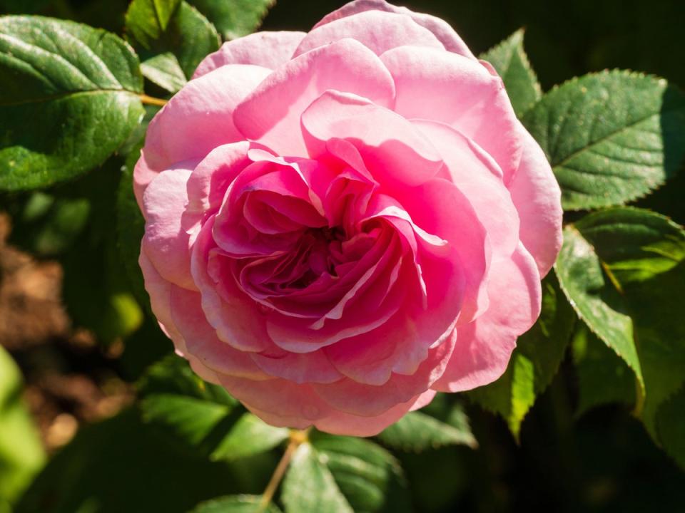 Taurus mums will love classic roses. (Alamy Stock Photo)