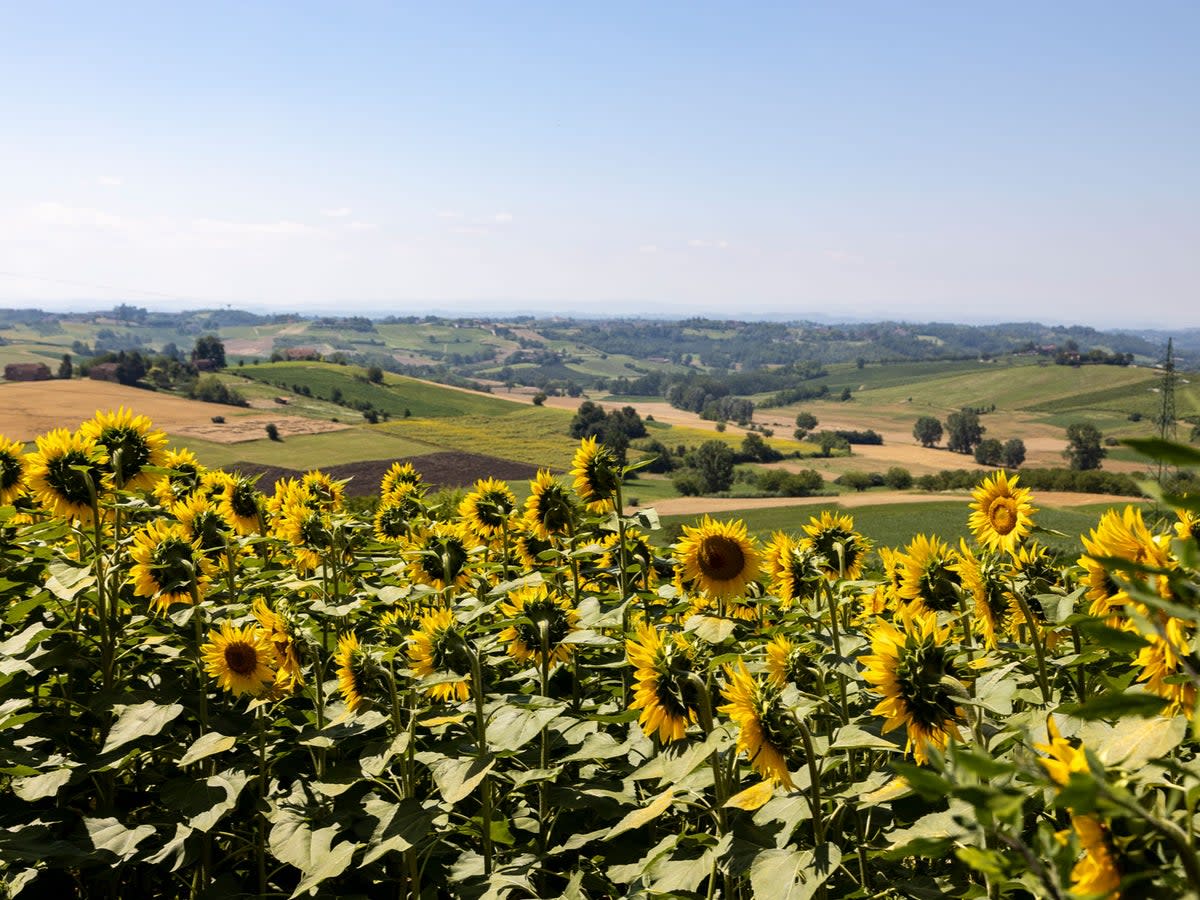 Monferrato offers unspoilt vistas in Italy’s Piedmont region (Archivio Ente Turismo)