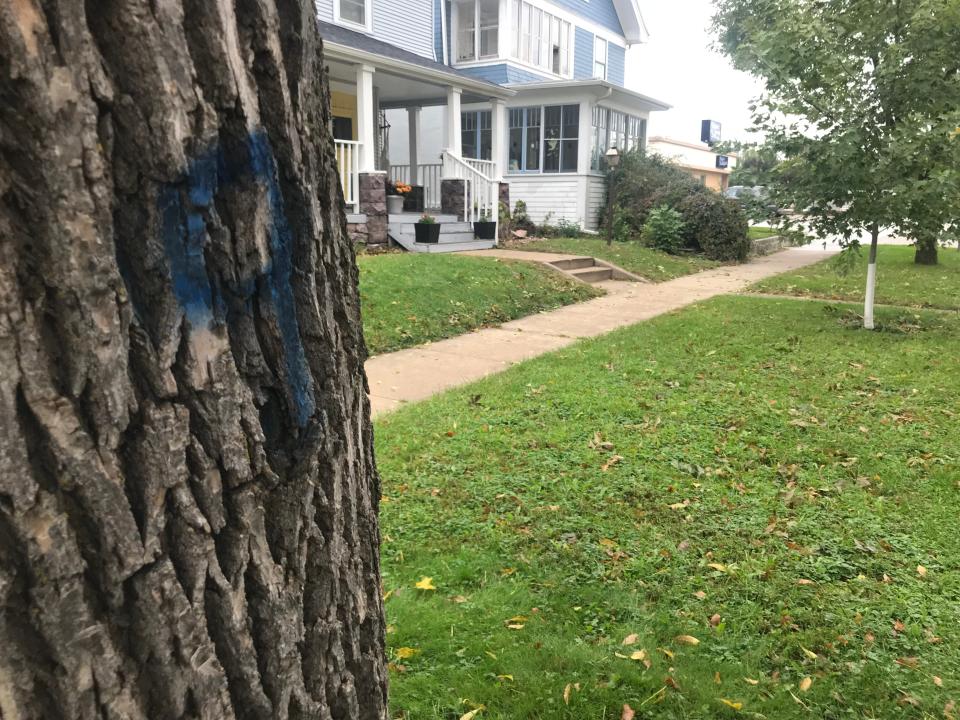 Ash trees growing in Sioux Falls boulevards are being marked with blue 9s by the city of Sioux Falls. City Hall's forestry division will begin cutting down marked trees in January.