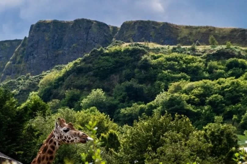 Belfast Zoo is opening the Cave Hill pathway from the zoo to Belfast Castle for the first time