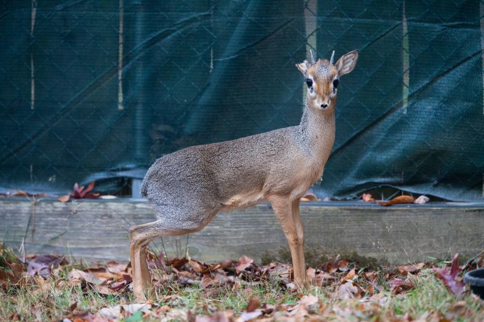 Krackle, a Kirk’s Dik-Dik, looks out from his habitat at the Memphis Zoo on November 17, 2023.