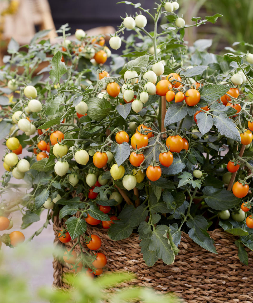 Tiny Temptations Orange tomatoes