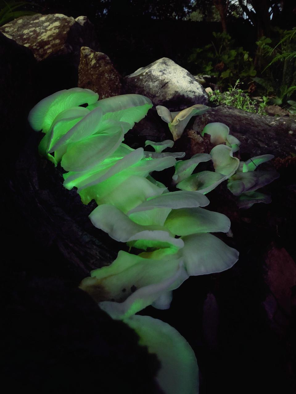 A bunch of glowing green mushrooms on a tree in a photo taken at night at Hornsby.