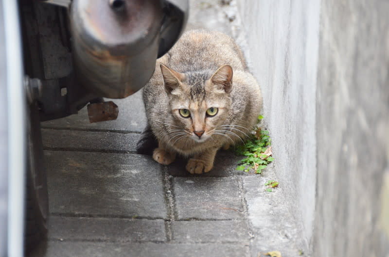 森間食堂