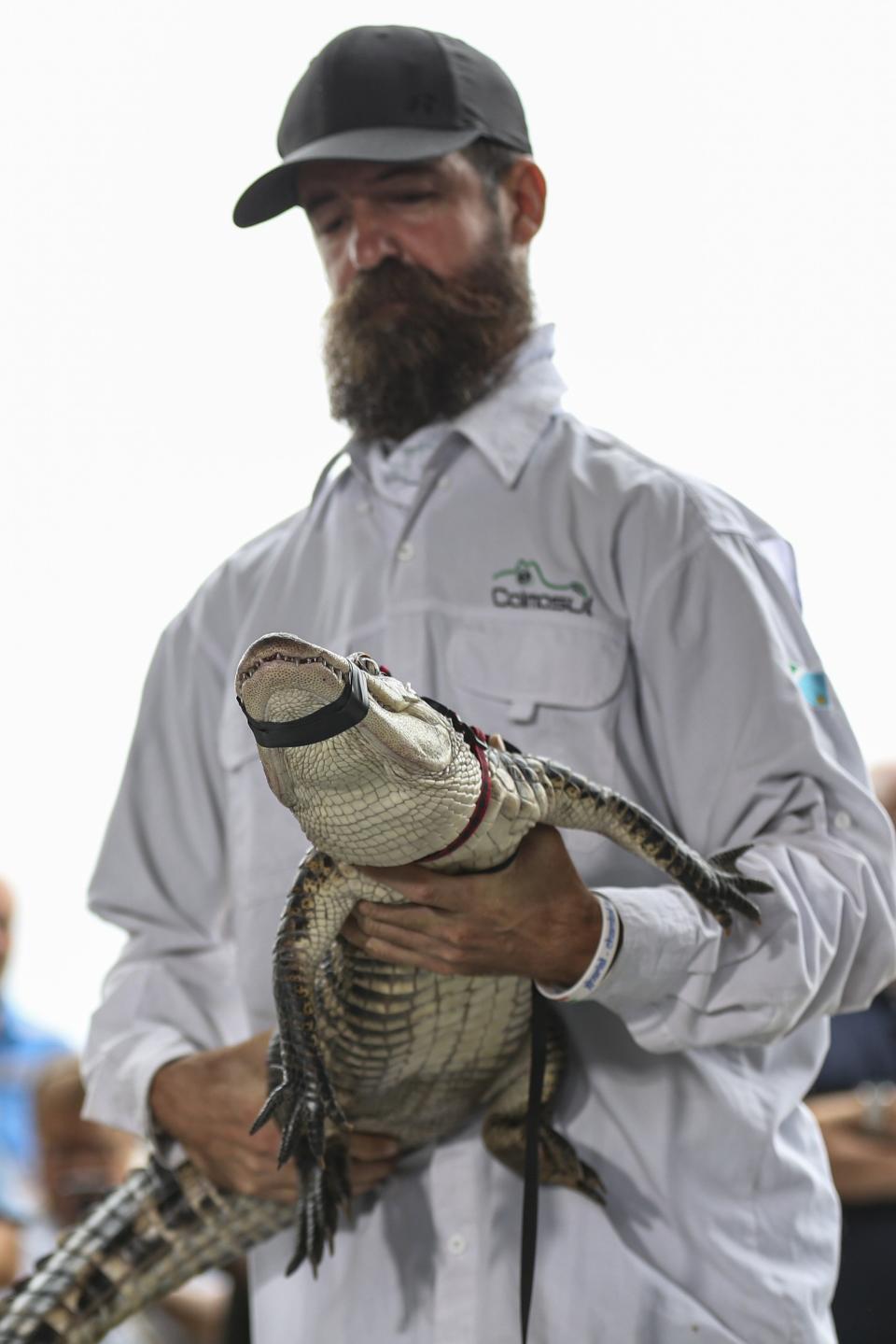 Florida alligator expert Frank Robb holds an alligator during a news conference, Tuesday, July 16, 2019, in Chicago. Robb captured the elusive alligator in a public lagoon at Humboldt Park early Tuesday. (AP Photo/Amr Alfiky)