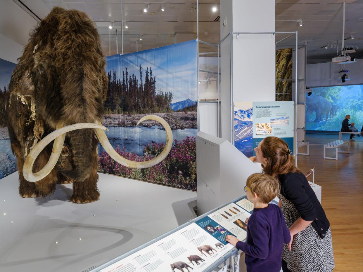 At "The Secret World of Elephants," visitors will encounter a full-scale model of a woolly mammoth, depicted in the process of shedding its winter coat.