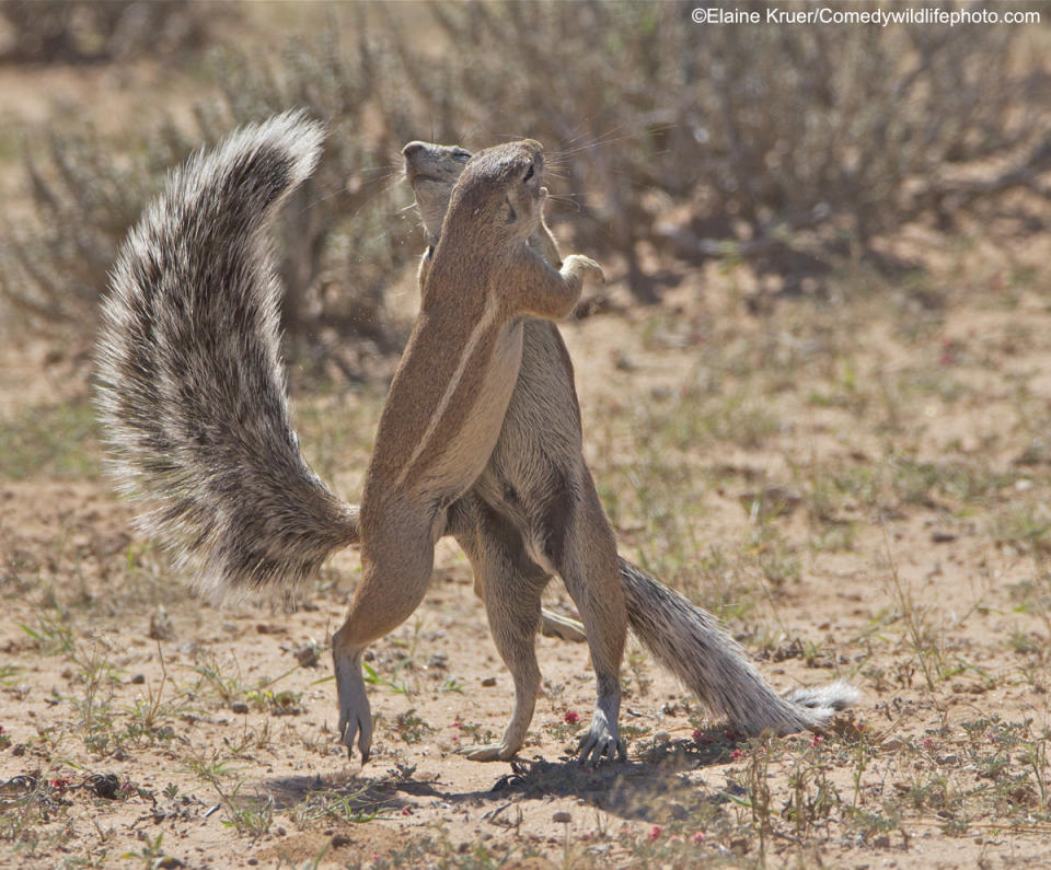Nella terza gli scoiattoli si abbracciano in quella che sembra una "danza gioiosa" ©Elaine Kruer / Comedy Wildlife Photography Awards 2019