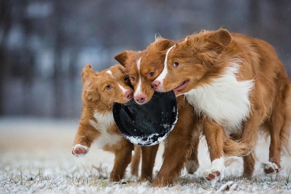 <strong>Third Place</strong><br />"Snowy Shenanigans"<br />Daffy, Taz and Wile E. (left to right); Nova Scotia duck tolling retrievers; U.S.