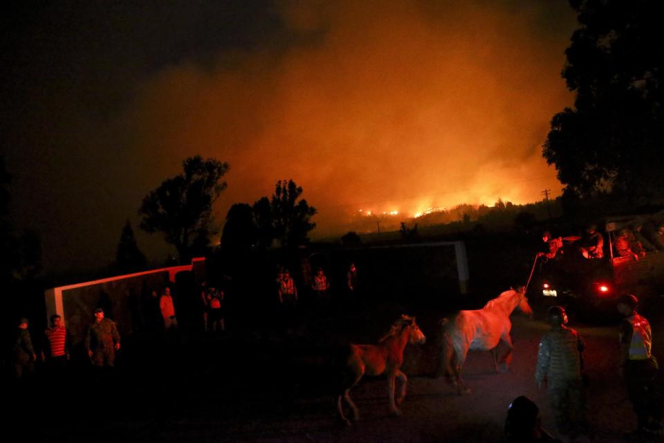 In this Sunday, Jan. 29, 2017 photo, a mare and her foal are led to safety as wildfires burn in Portezuelo, Chile. The fires have consumed forests, livestock and entire towns, leading President Michelle Bachelet to declare a state of emergency, deploy troops and ask for international help. (AP Photo/Esteban Felix)