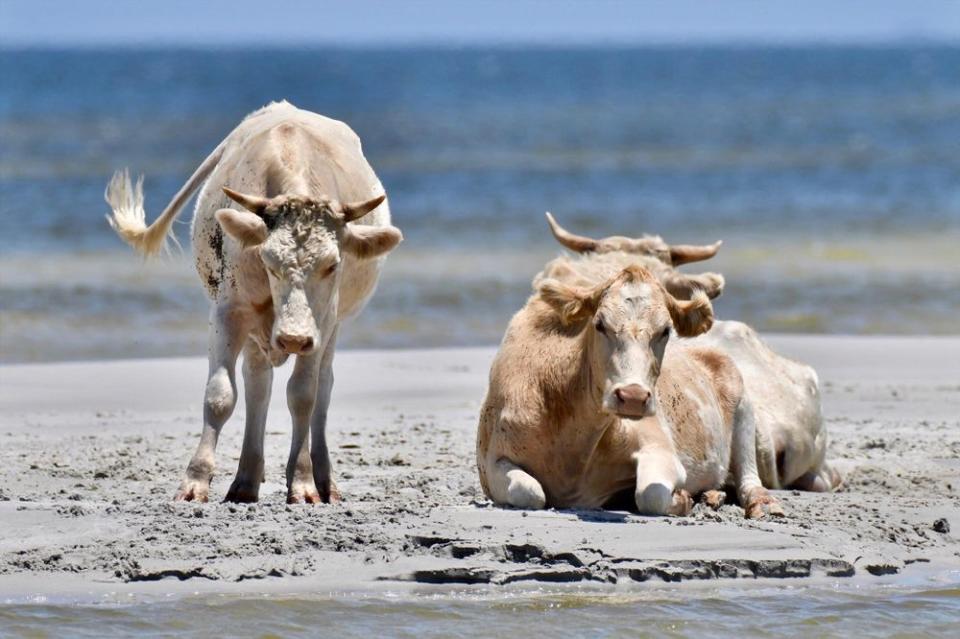 Cows | Rhonda Hunter Photography