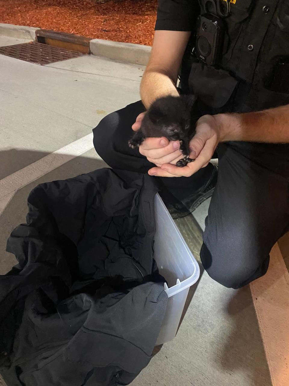 Deputies from the Richland County Sheriff’s Department were on patrol when they rescued a kitten from the middle of the road. 