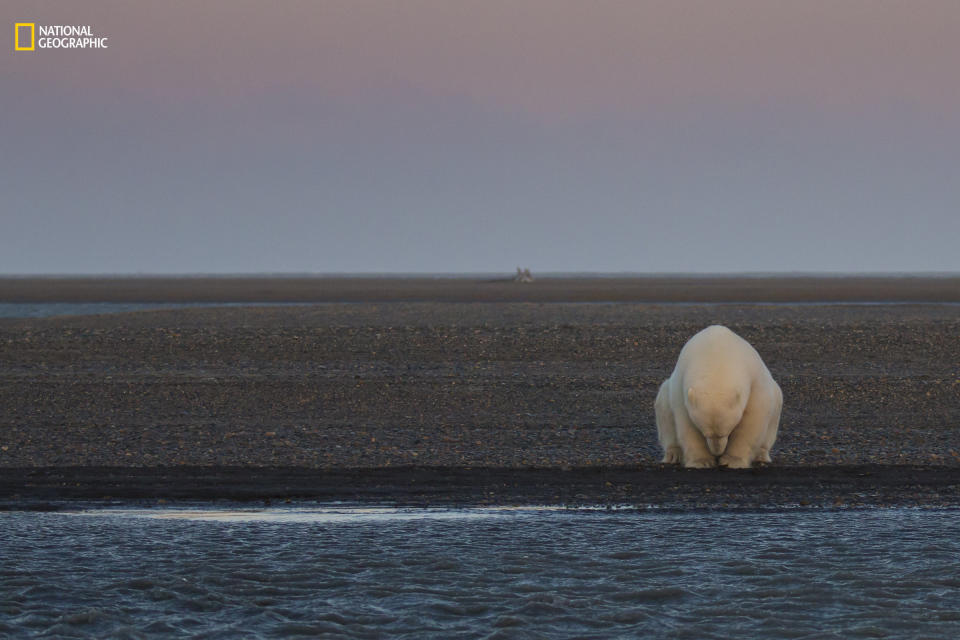 Patty Waymire: "A solitary bear sits on the edge of Barter Island, Alaska. There is no snow when, at this time of year, there should be. The locals in Kaktovik noted that it's been an unseasonably warm winter, and that the ice will be late in forming this year. This will have an impact on the local polar bear population when it comes time to hunt seals for their food in the winter months."