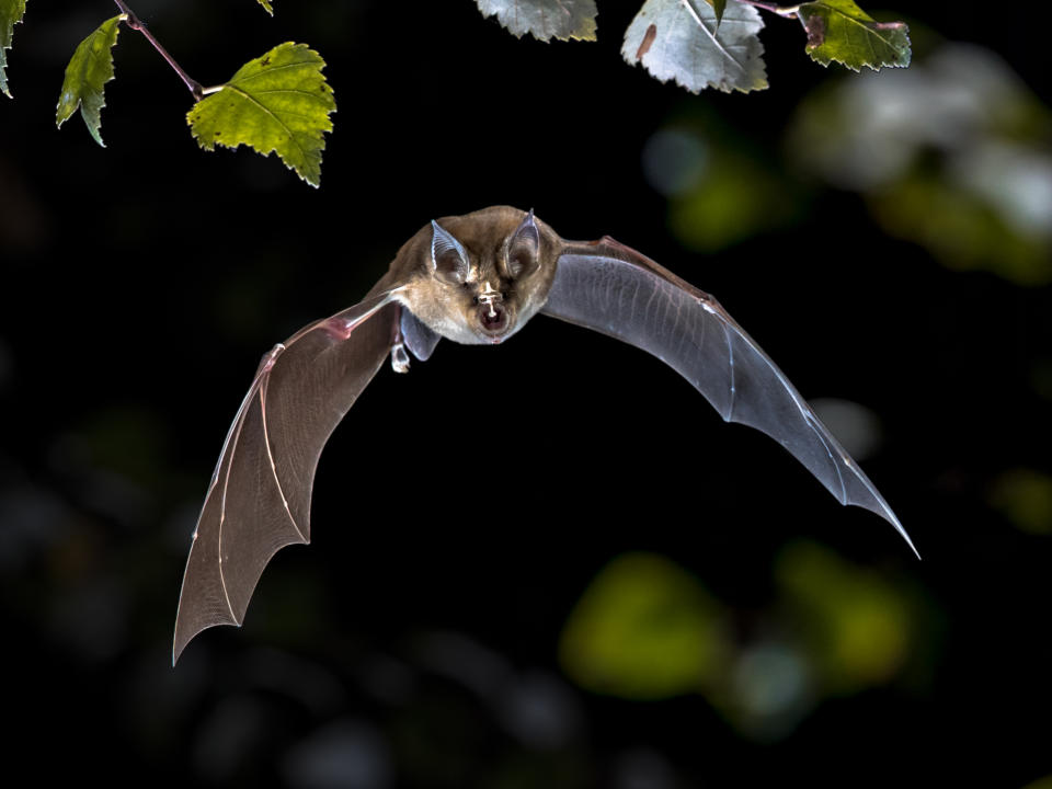 Flying bat hunting in forest. The Greater horseshoe bat (Rhinolophus ferrumequinum) occurs in Europe, Northern Africa, Central Asia and Eastern Asia. It is the largest of the horseshoe bats in Europe and is thus easily distinguished from other species.