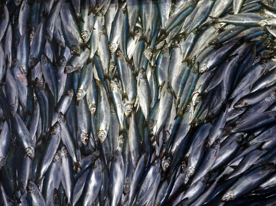 FILE-In this Wednesday, July 8, 2015 file photo, herring are unloaded from a fishing boat in Rockland, Maine. Fishermen who seek one of the most important bait fish on the East Coast are likely to see a dramatic reduction in the amount they are allowed to harvest next year. Commercial fisheries for herring are a major industry in the Atlantic states, where the little fish are important as lobster bait as well as for human food. (AP Photo/Robert F. Bukaty, File)