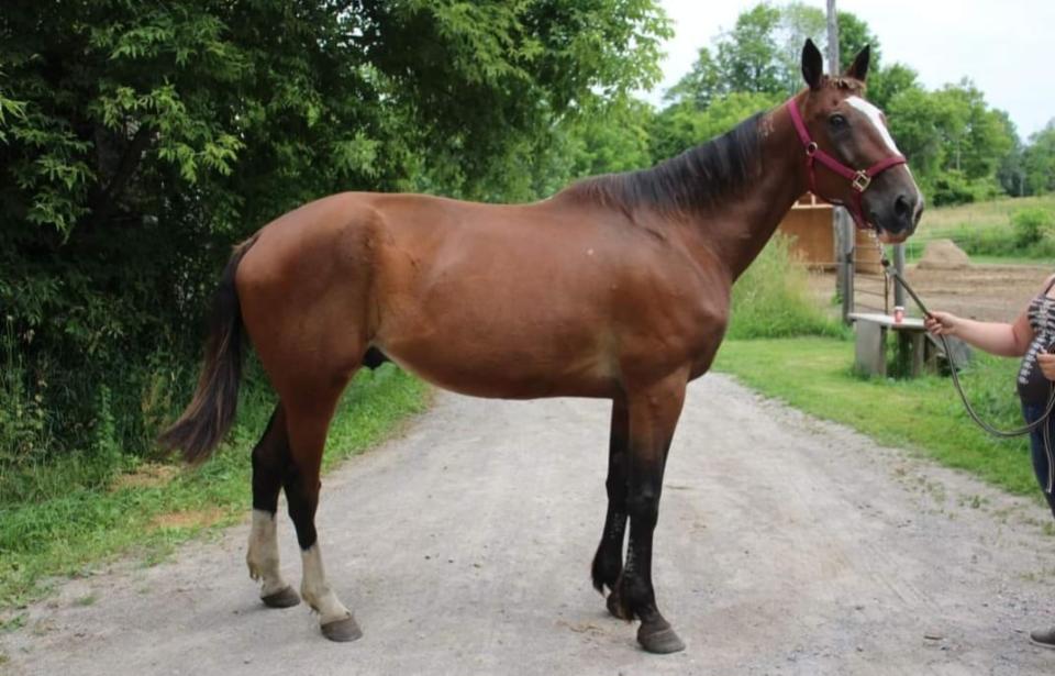 Legal Litigator is one of the Standardbreds rescued by New Start Standardbreds in 2023. He earned more than $800,000 during his race career.