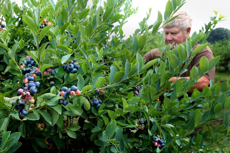 Henry Priesmeyer, of Horn Lake, Miss., looks at plants during his annual trip to Nesbit Blueberry Plantation, in Nesbit, Miss., Tuesday, June 5, 2012. (Stan Carroll / The Commercial Appeal/AP file)