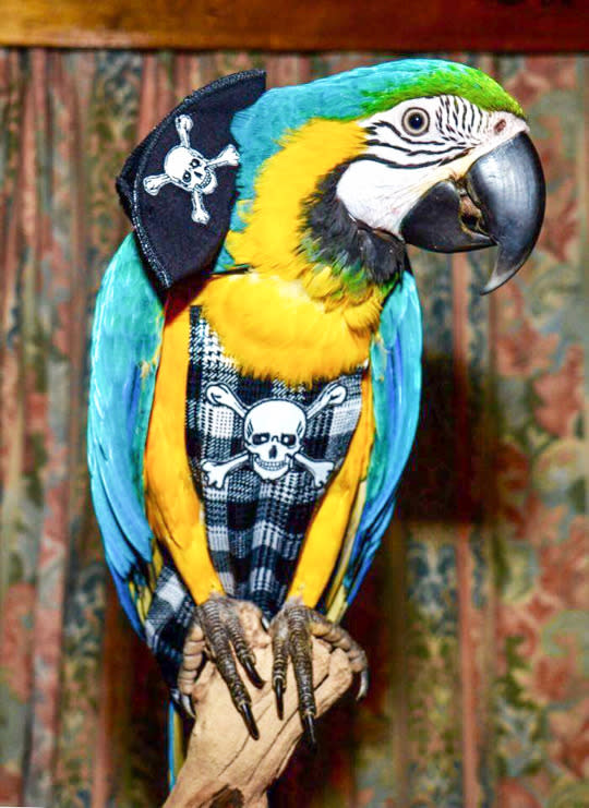 Fashion for a bird