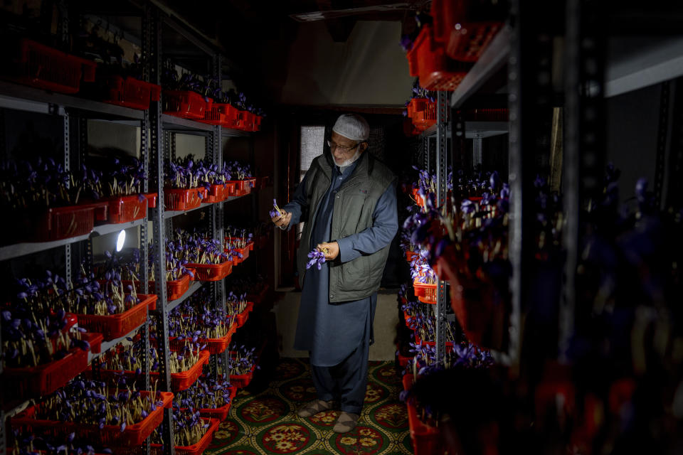 Kashmiri saffron farmer Abdul Majeed Wani, checks the quality of saffron flowers cultivated inside his home in Shaar-i-Shalli village, south of Srinagar, Indian controlled Kashmir, on Oct. 30, 2022. For the last three years, Wani has opted for indoor cultivation. He said his experience has been satisfying and the technique “has benefited us in a good way.” (AP Photo/Dar Yasin)