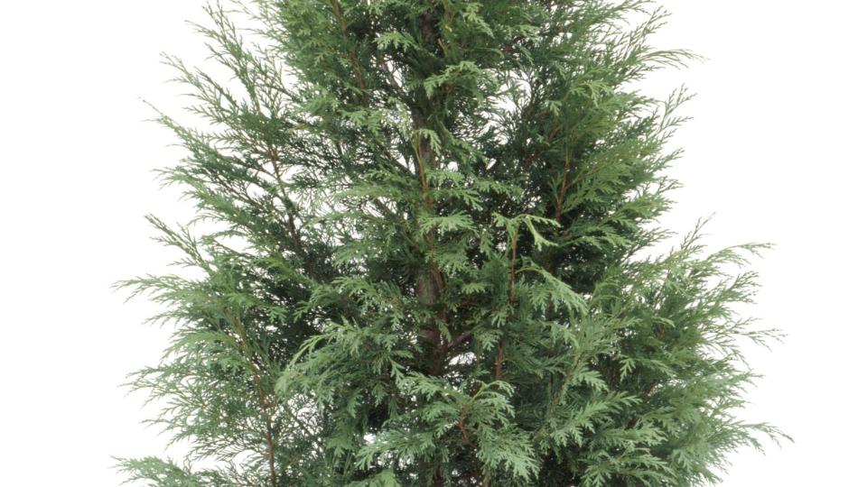 types of Christmas trees leyland cypress