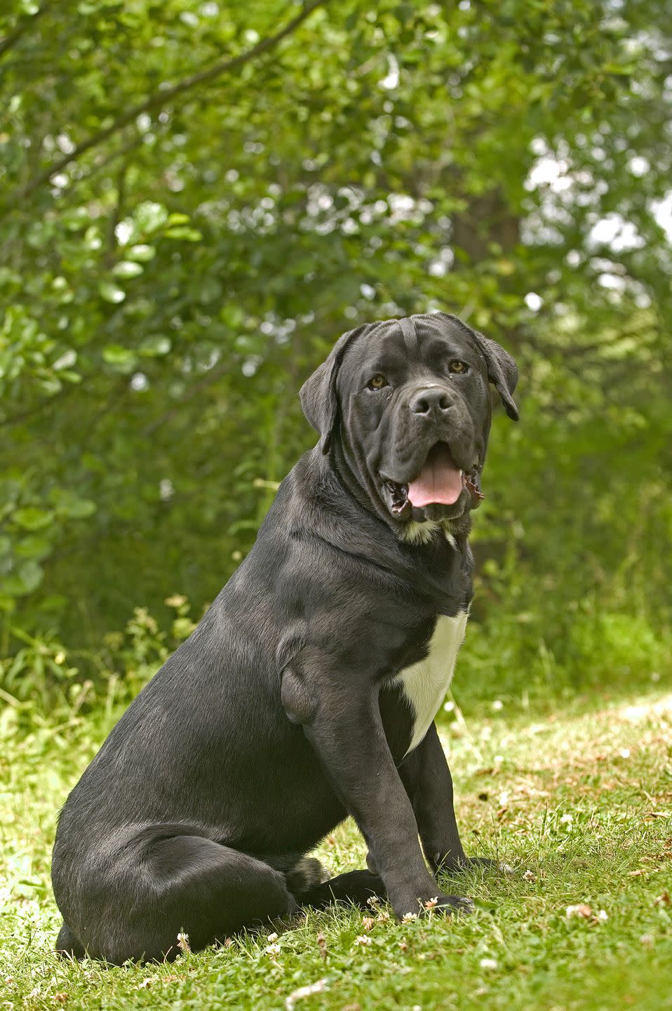 Cane Corso