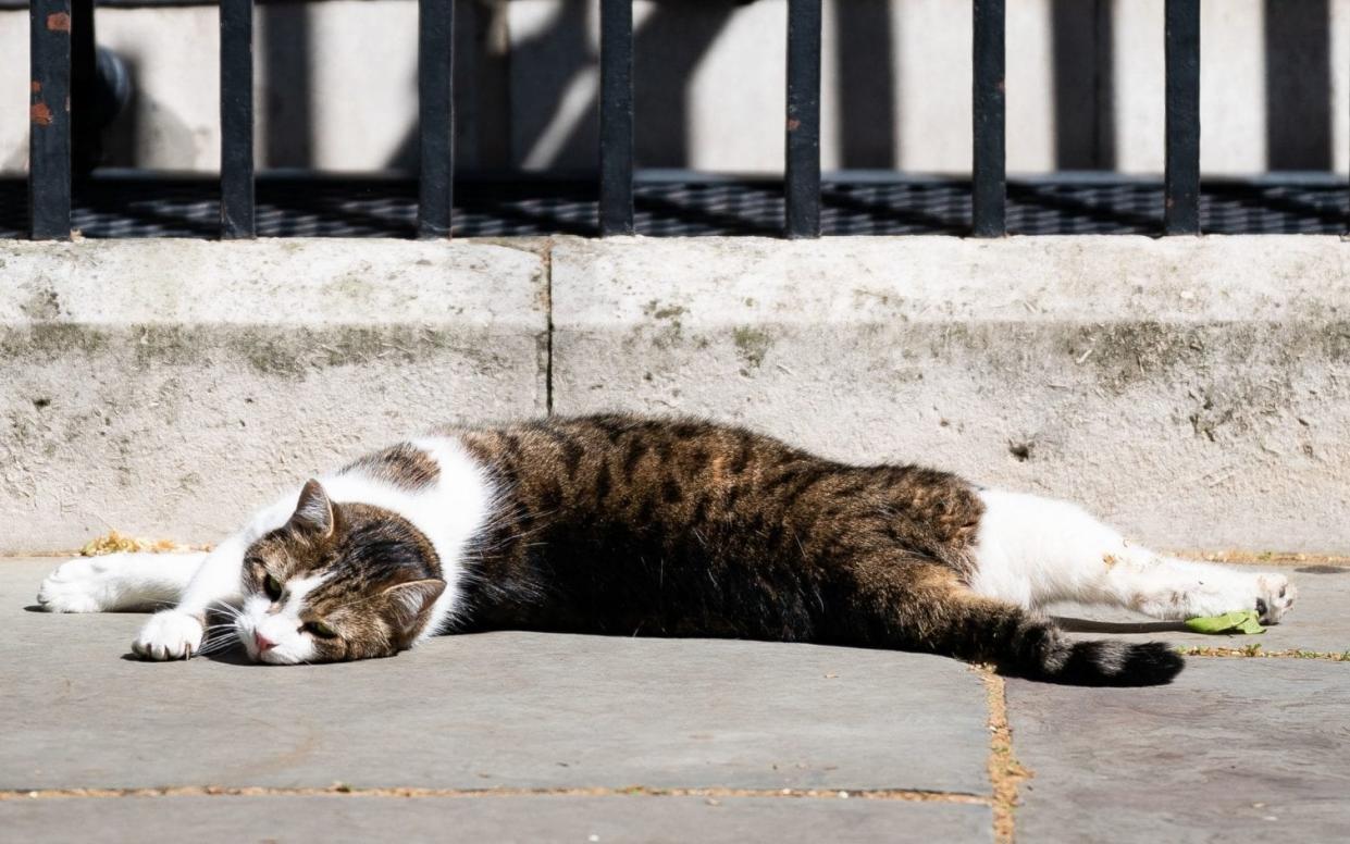 One of Britain's most well known felines, Larry the Downing Street cat - PA