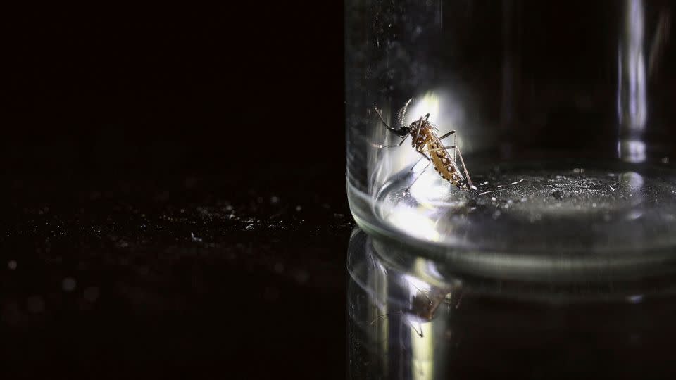 An Aedes aegypti mosquito is kept in a container in Buenos Aires, Argentina March 13, 2024. - Agustin Marcarian/Reuters