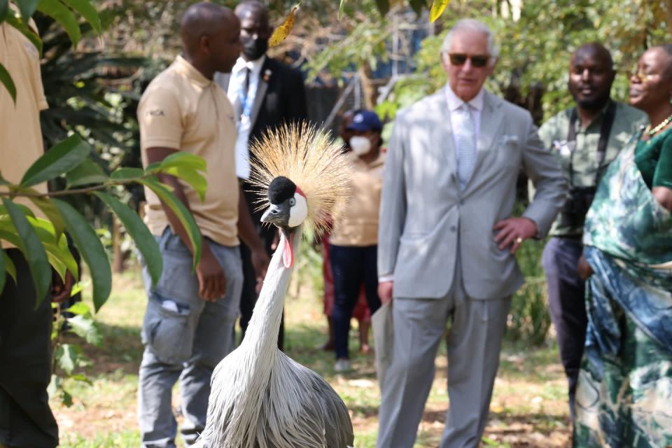 <p>Meanwhile, Prince Charles visited <a href="https://umusambivillage.org/" rel="nofollow noopener" target="_blank" data-ylk="slk:Umusambi Village" class="link ">Umusambi Village</a>, a sanctuary for over 50 endangered Grey Crowned Cranes. There, he adopted a crane called Spoilt.</p>