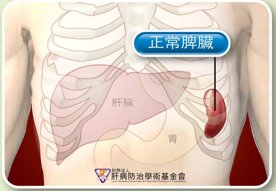 正常的脾臟大小