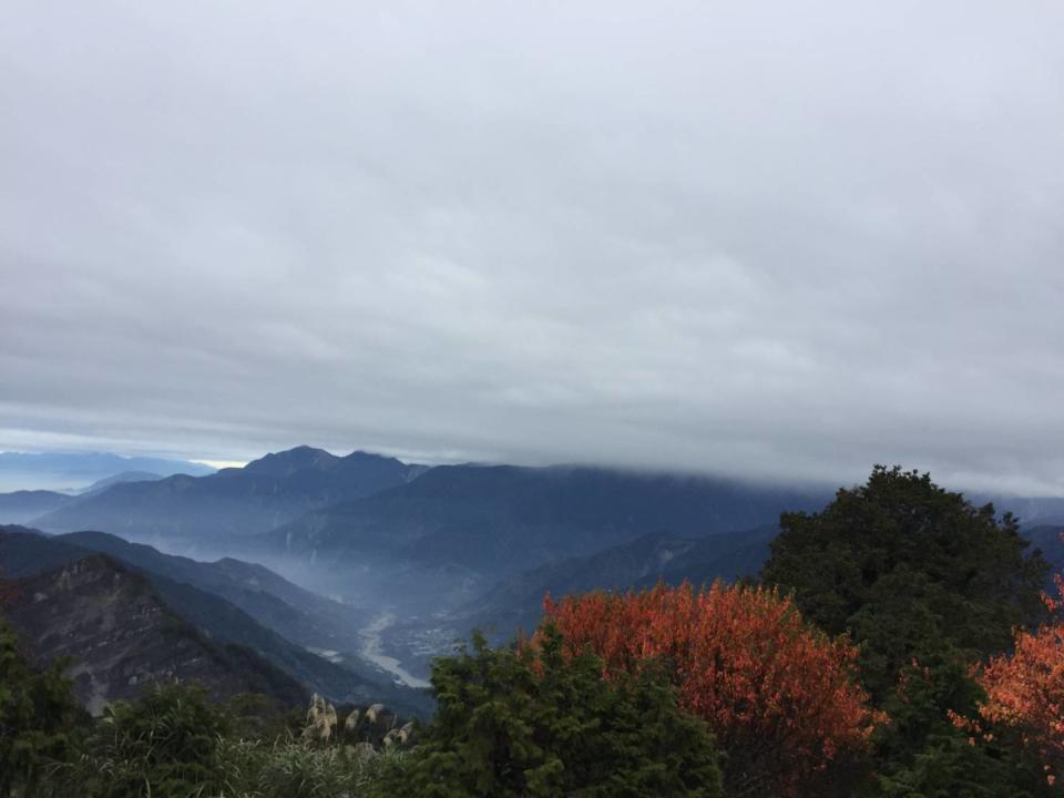 ▲阿里山國家森林遊樂區的青楓、紅榨槭等變色葉植物，已開始轉黃變紅。（圖/嘉義林管處提供，2019.10.29）