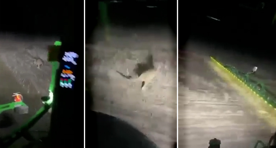 Three images of the kangaroo being run down.